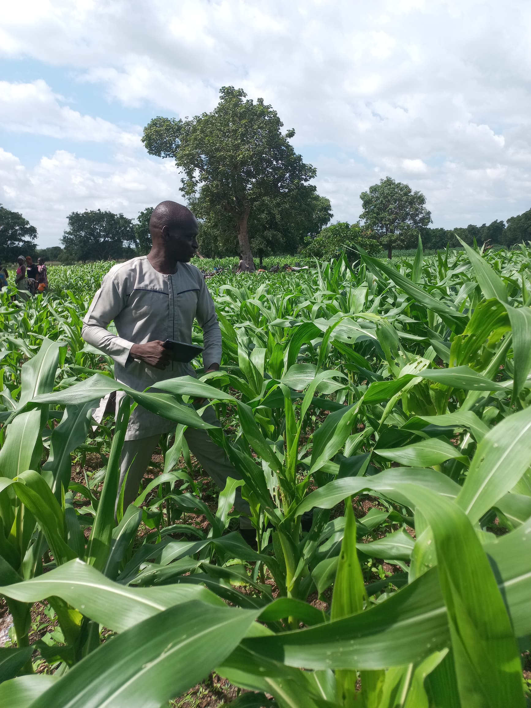 Farmer standing among maize plants in a field